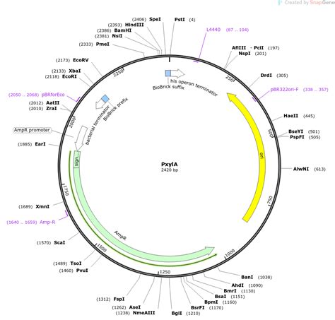 Addgene: PxylA.
